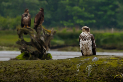 Pale immature bald eagle