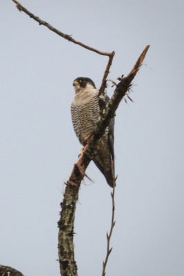 Peregrine Falcon