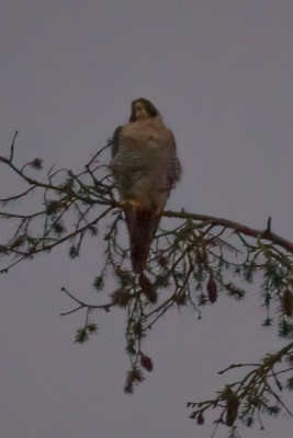 Peregrine Falcon