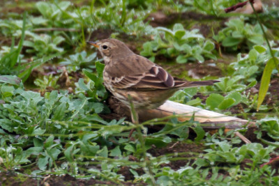 Pipit