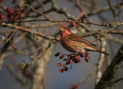 Purple finch