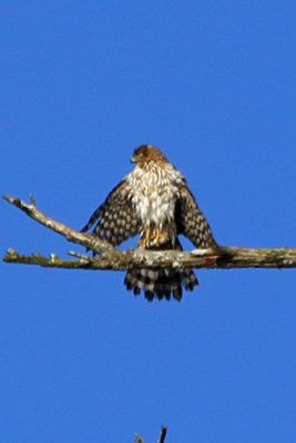 Cooper's Hawk