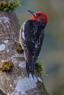 Red-breated Sapsucker