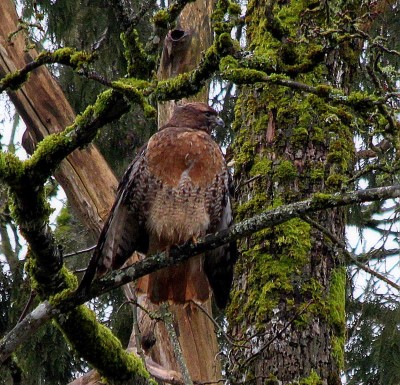 Red-tailed Hawk