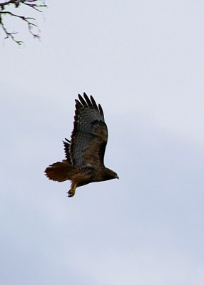 Red-tailed Hawk