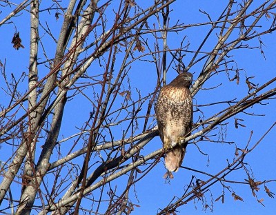 Red-tailed Hawk