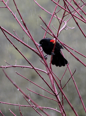 Red-winged Blackbird