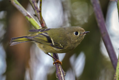 Ruby-crowned kingley