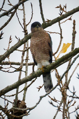 Sharp-tailed Hawk