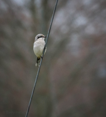 Shrike