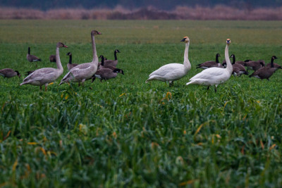 Trumpeter swans