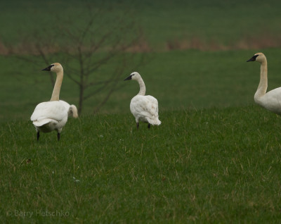 Tundra swan