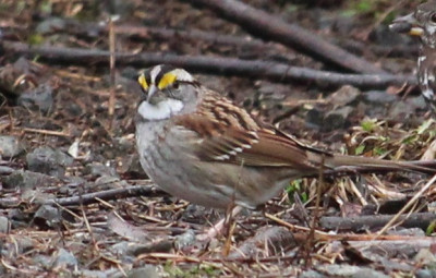 White-throated Sparrow