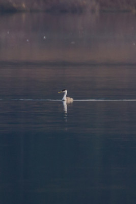 Western Grebe