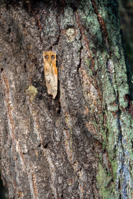 Western Screech Owl??