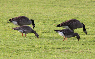 White-fronted geese