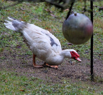 Ducklinng the ball