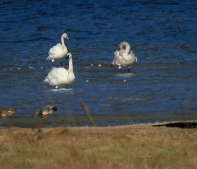 Tundra swan - immature with pink beak