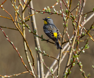 Yellow-rumped warbler - Audubon's race