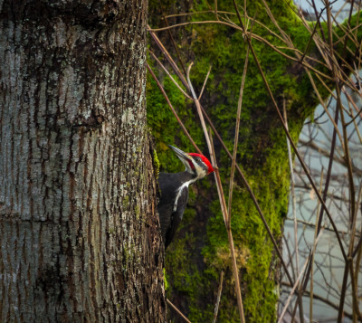 Pileated woodpecker