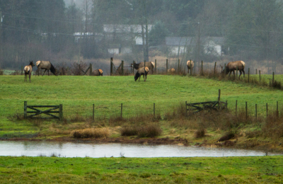 Elk from Hwy 18 Park & Ride