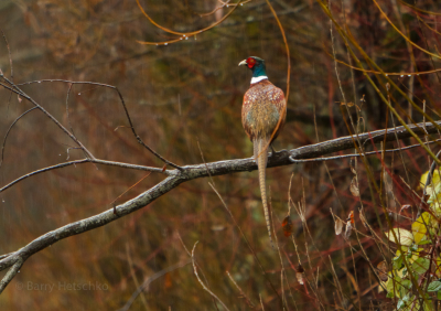 Pheasant