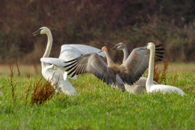 Sandhill crane