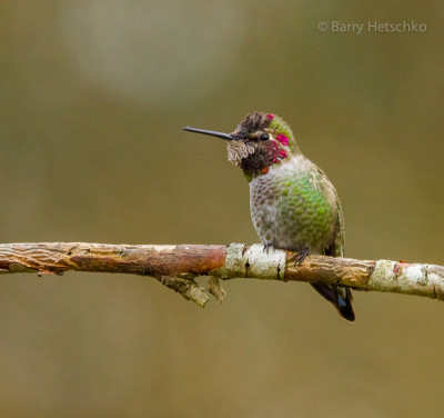 Anna's hummingbird