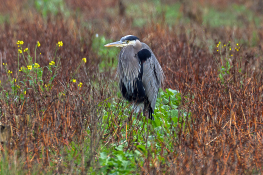 Herona – Cowichan Valley Naturalists